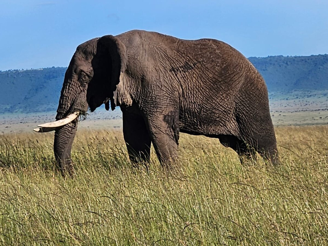 Meander Africa Safaris-内罗毕必去景点