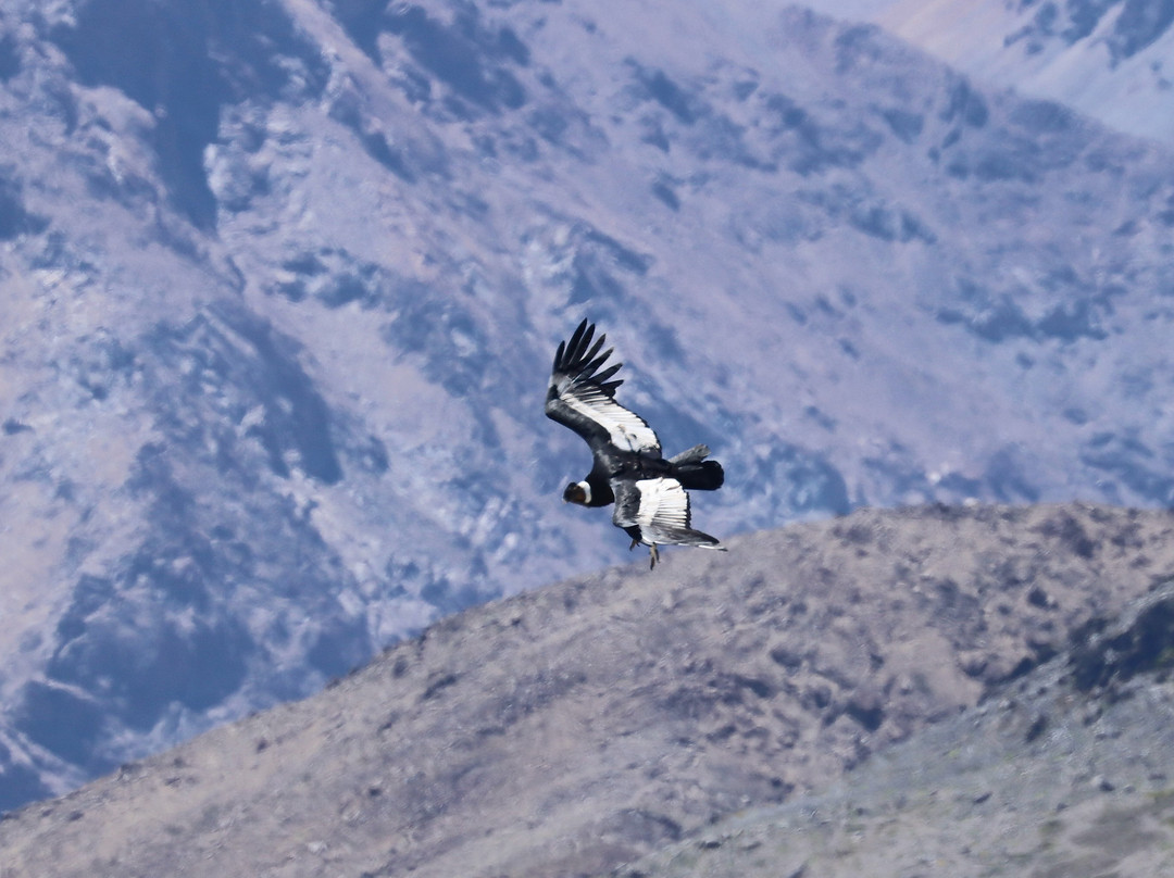 Albatross Birding & Wildlife Photography in Chile-圣地亚哥必去景点