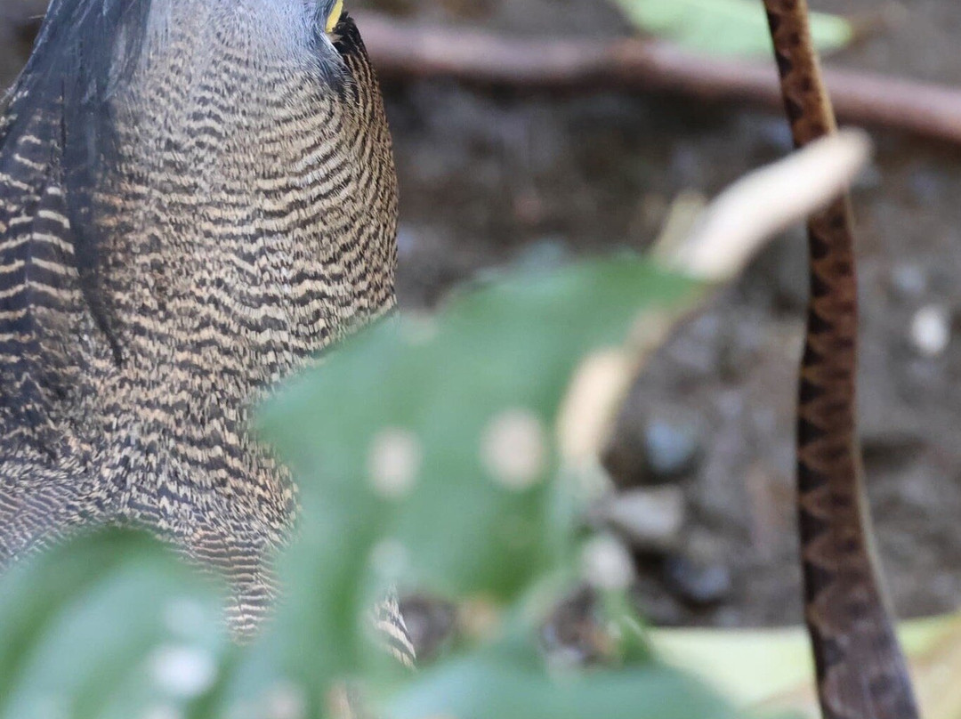 Osa Green Travel-希门尼斯港必去景点