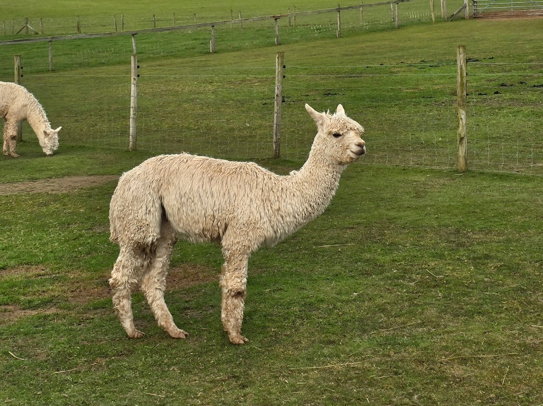 Severn Valley Alpacas