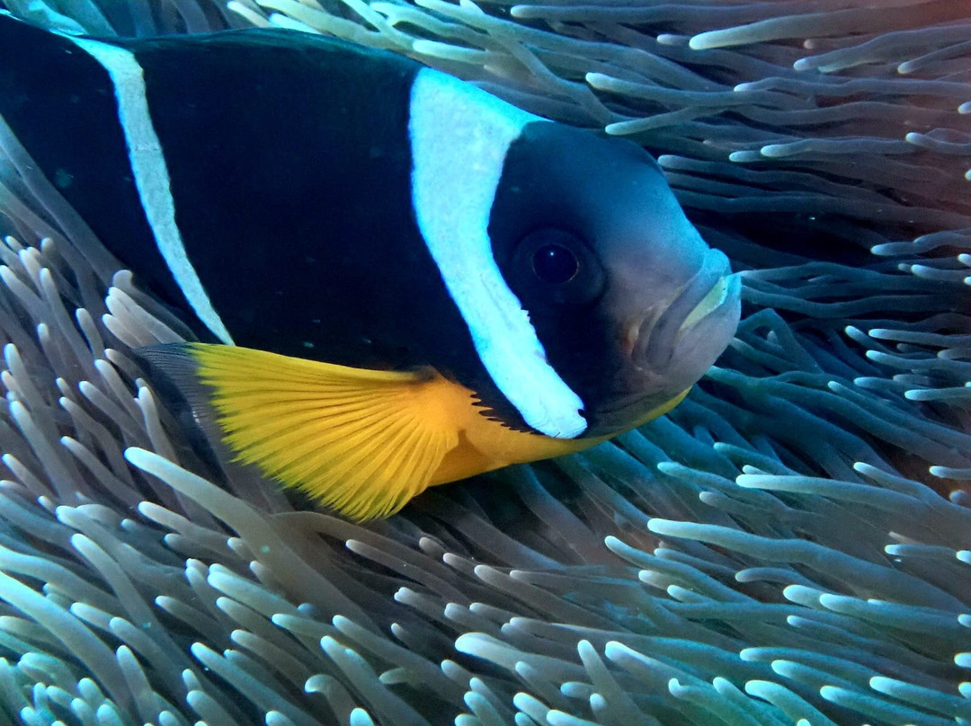 Blue Bay Divers Diving Centre-蓝湾必去景点