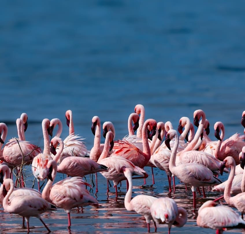 Siraam Tours and Travels-内罗毕必去景点