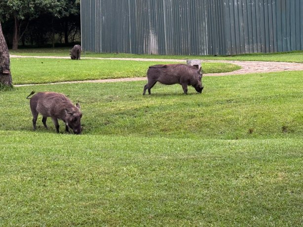 棕榈河酒店-官方