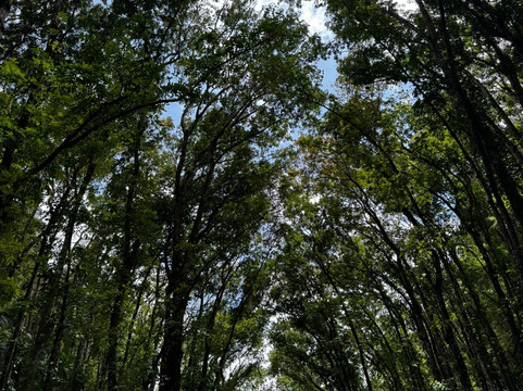 Mahogany人工森林-洛博克必去景点