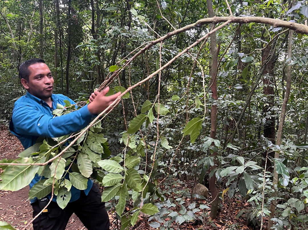 Café Monteverde Coffee Tour-圣埃伦娜必去景点