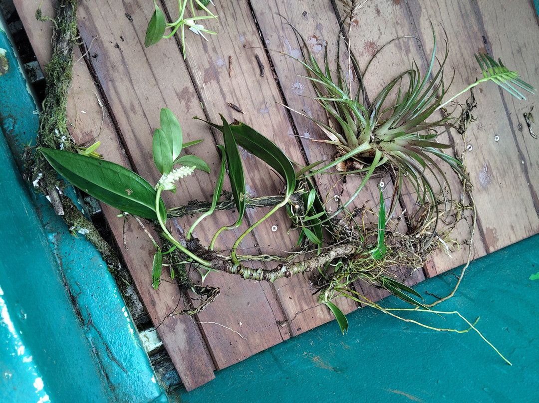 Ecolodge Flottant - Marais de Kaw-Regina必去景点