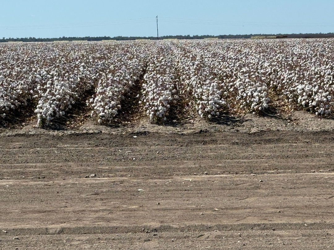 Goondiwindi Cotton-Goondiwindi必去景点