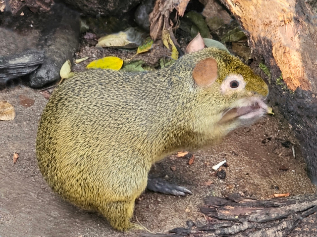 Korkeasaari Zoo-赫尔辛基必去景点