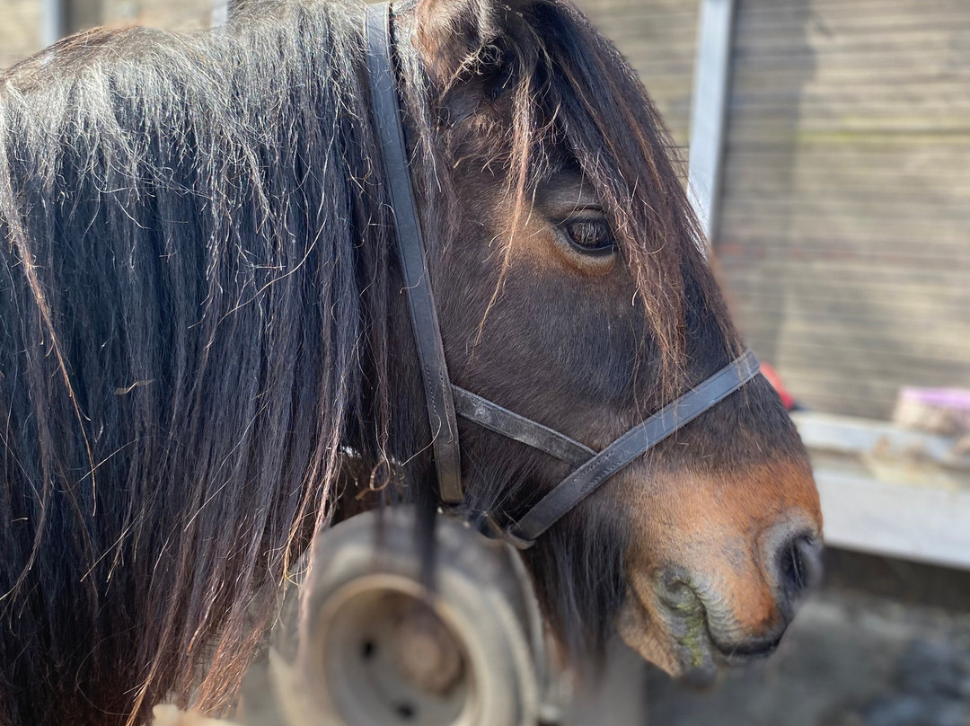 Fell Pony Adventures-温德米尔必去景点