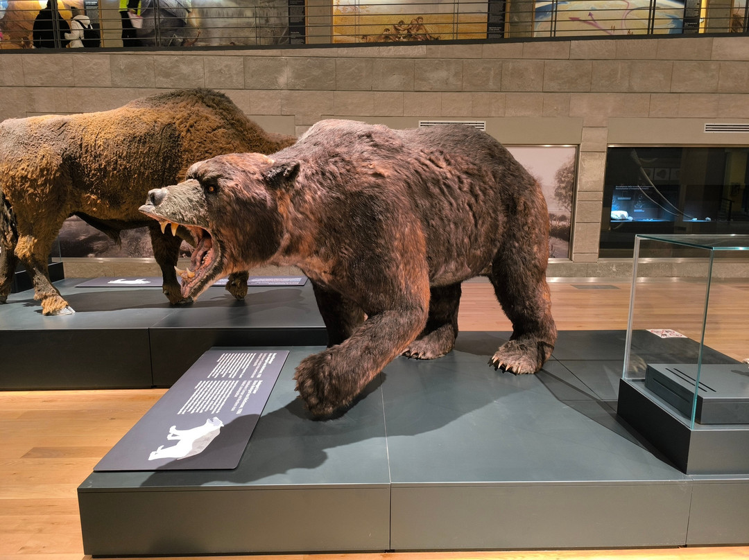 Museo Nazionale del Paleolitico-伊塞尔尼亚必去景点
