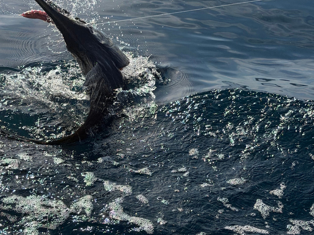 Sea Star CR Sport Fishing and Adventure Tours-Area de Conservacion Guanacaste必去景点