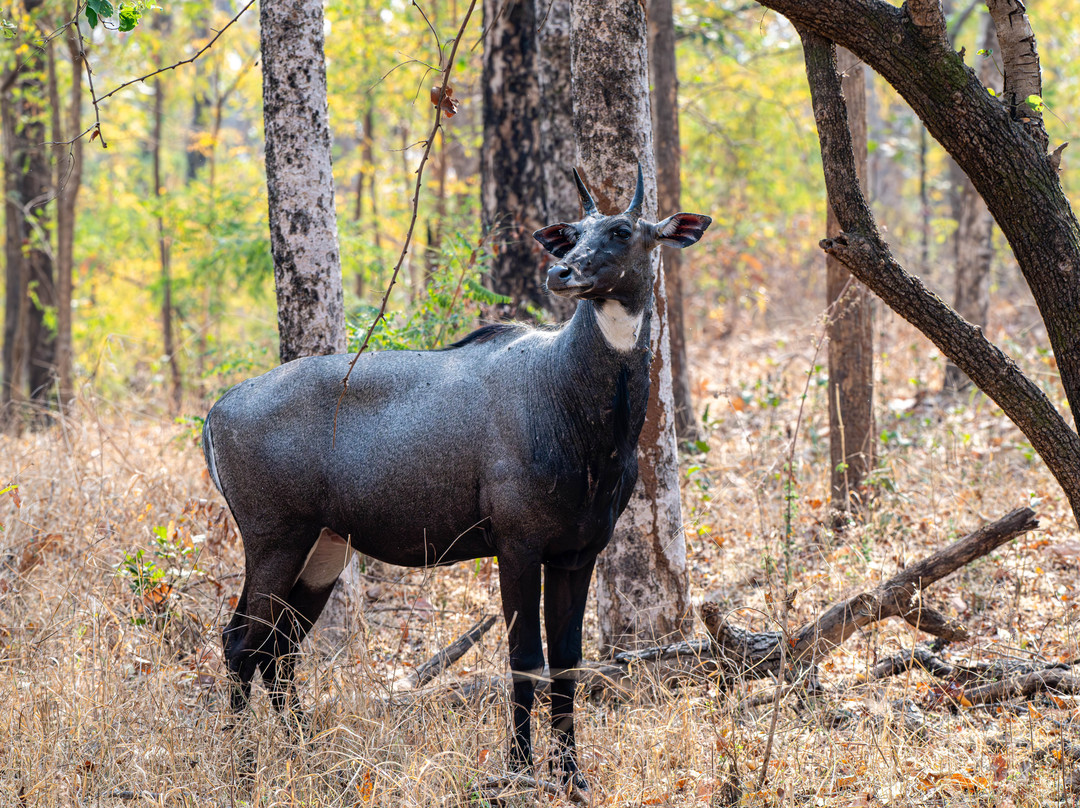 奇特婉丛林小屋主图