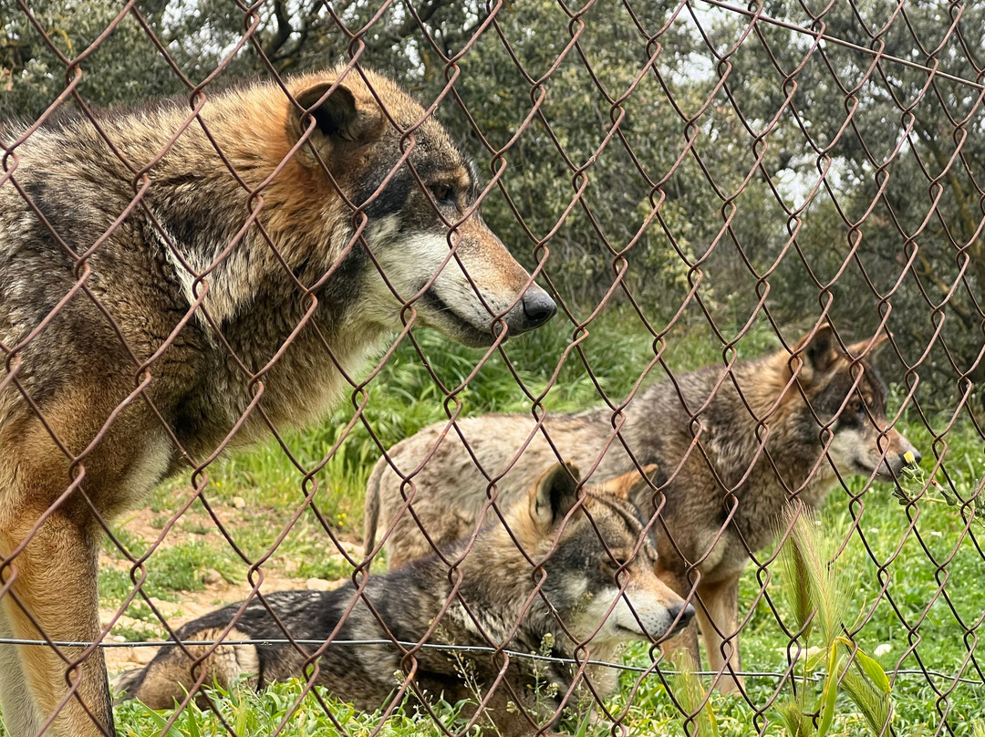 Lobo Park-安特克拉必去景点