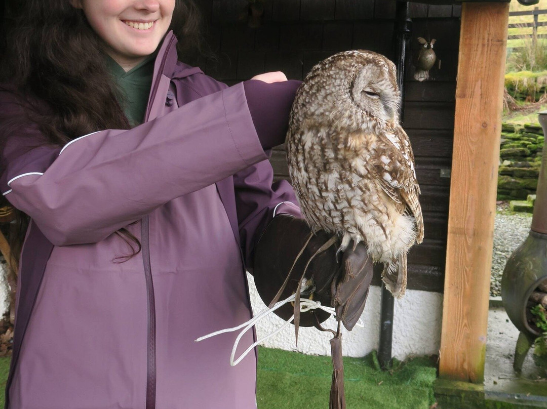 Kintail Birds of Prey Argyll-Dalmally必去景点