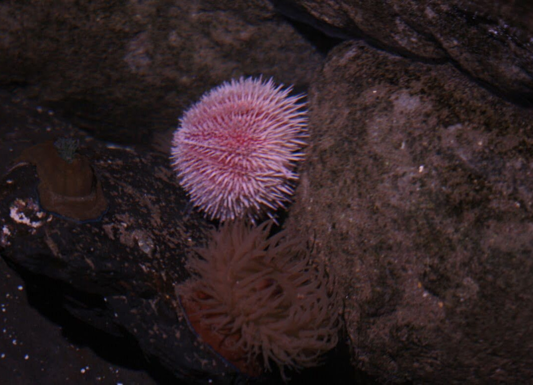 Marine Discovery Centre & Whitby Lobster Hatchery-惠特比必去景点
