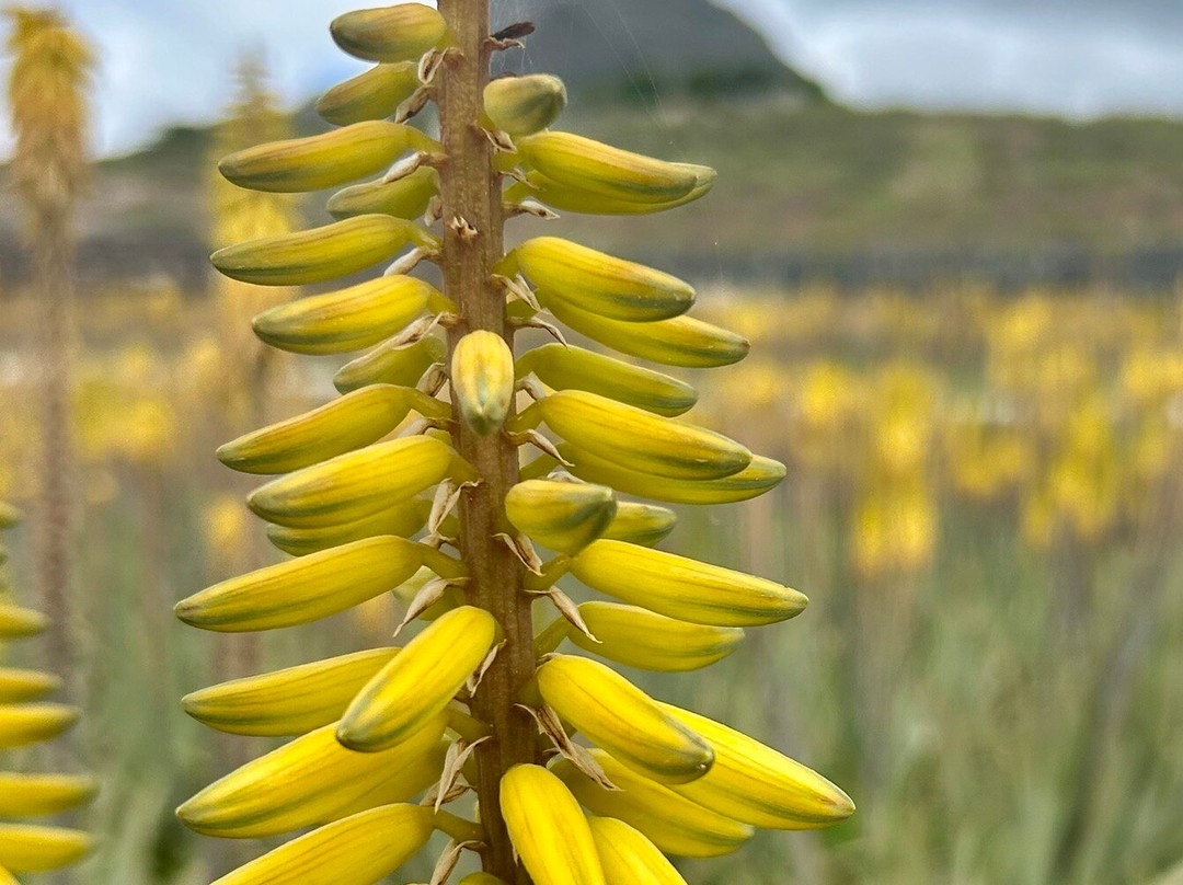 Finca Canarias Aloe Vera-Guimar必去景点