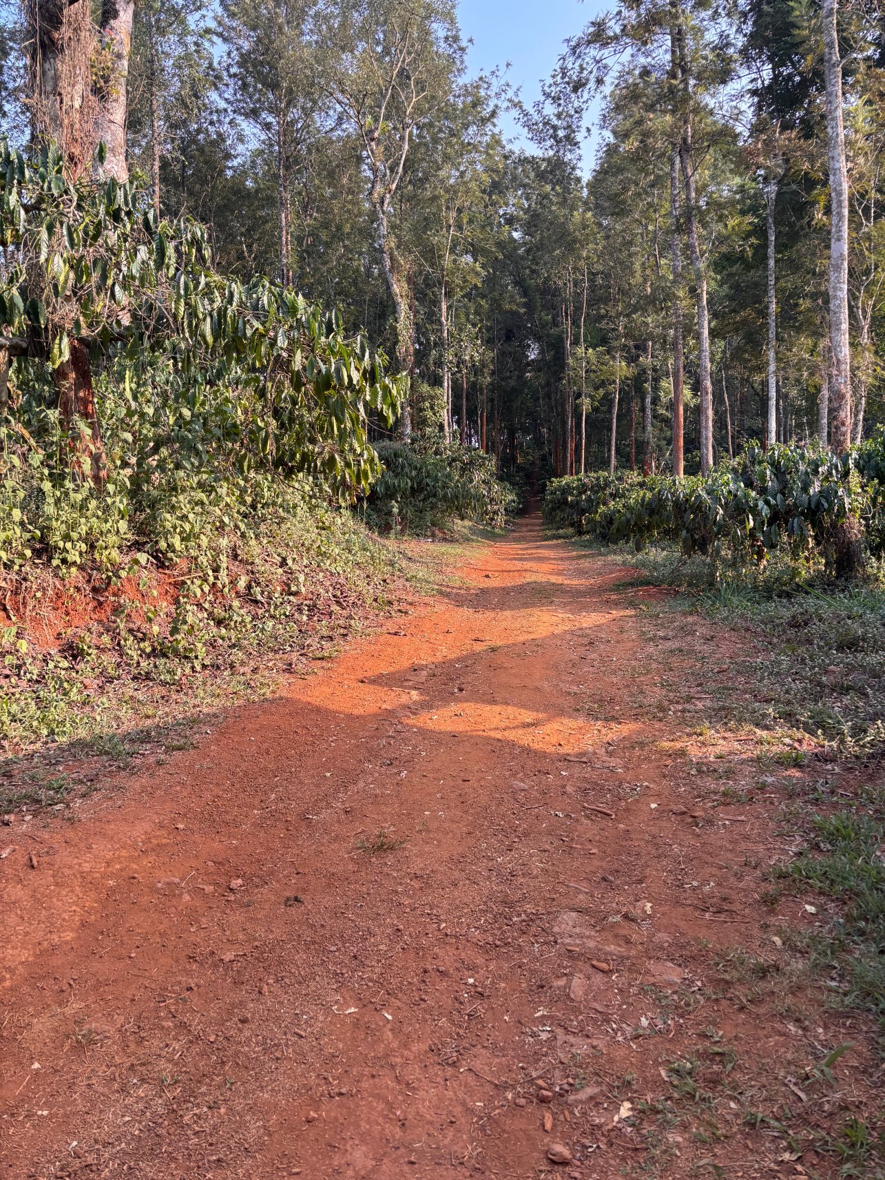 马辛德拉维拉杰佩特俱乐部酒店-旅行者