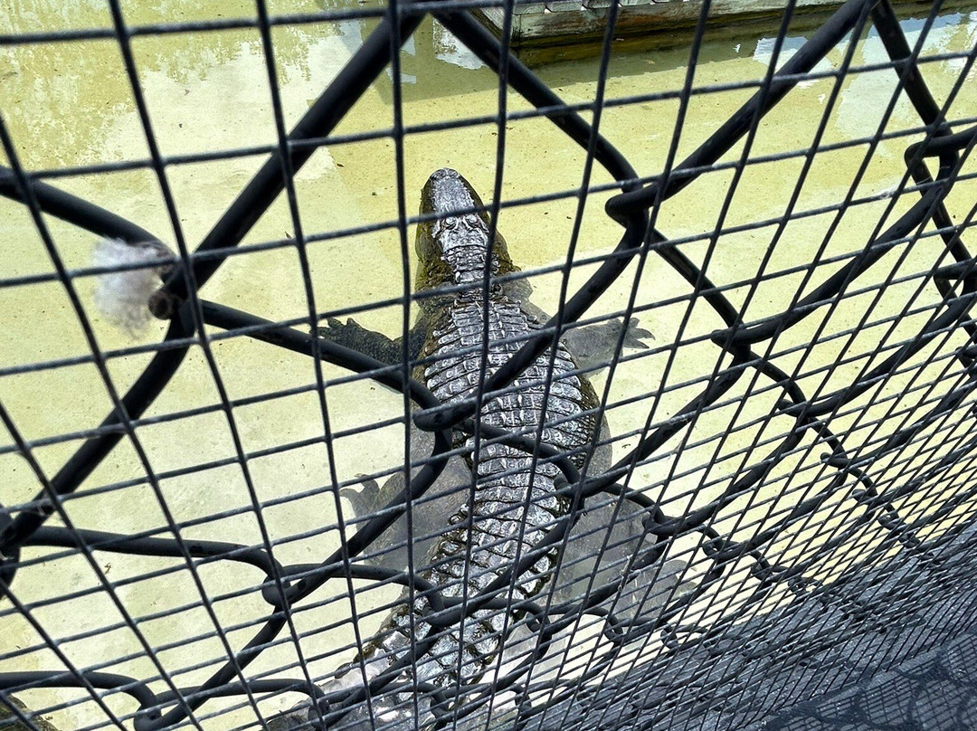 Wooten's Everglades Airboat Tour-奥乔皮必去景点