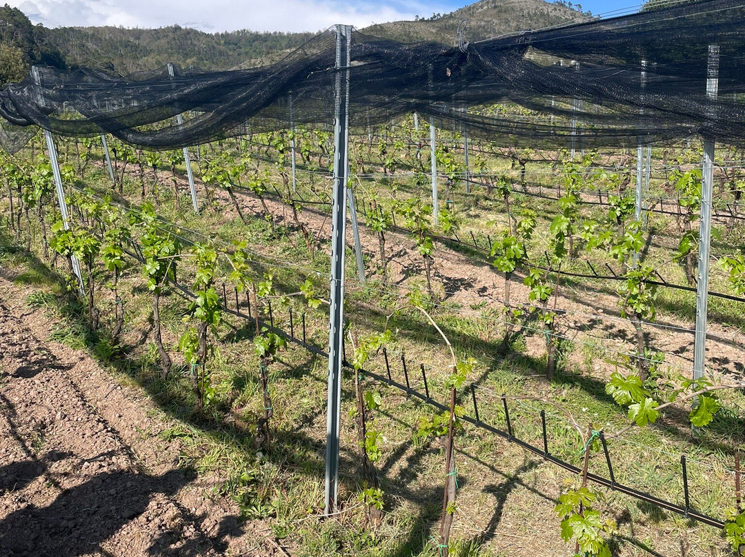 Cà Du Ferrà Wine & Tasting-Bonassola必去景点