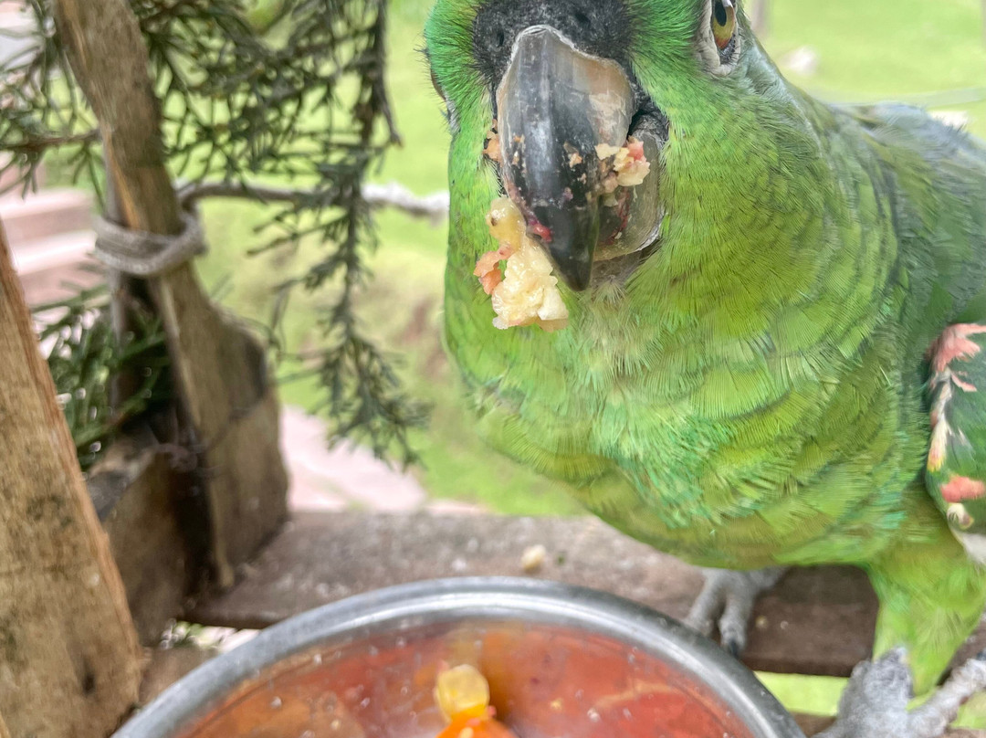 Cochahuasi Animal Sanctuary-库斯科必去景点