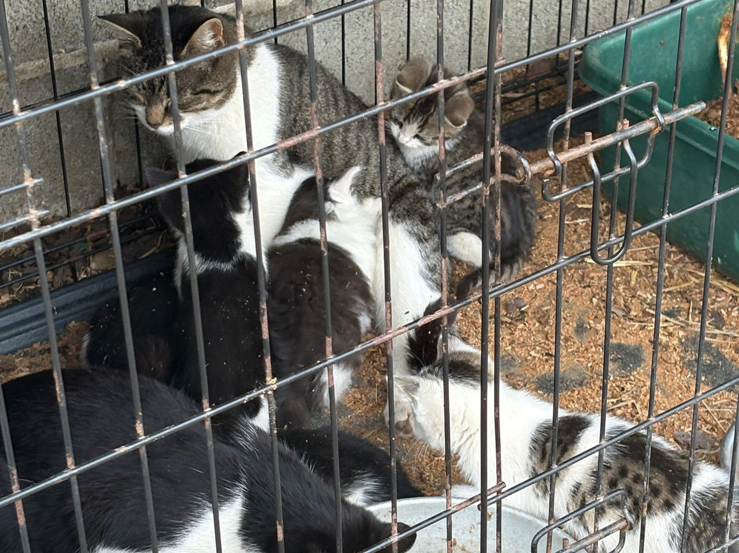 Pyesmead Farm主图