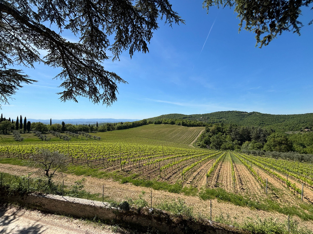 Bindi Sergardi Estates & Vineyards-Vagliagli必去景点