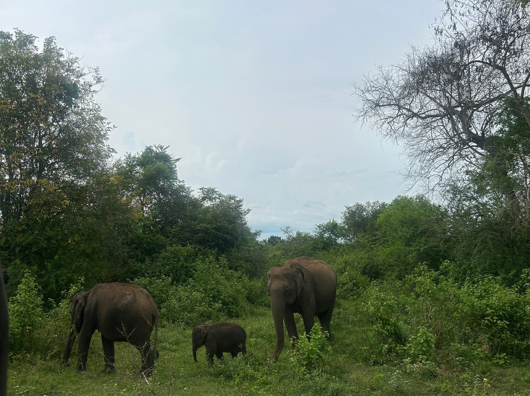 Ethical Safari Adventure by Ashan