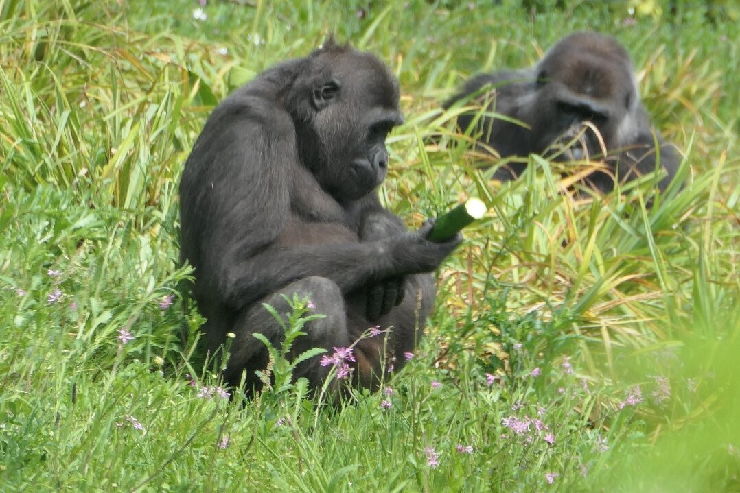 Bristol Zoo Project-Easter Compton必去景点