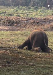 Elephant Breeding Centre-苏拉哈必去景点