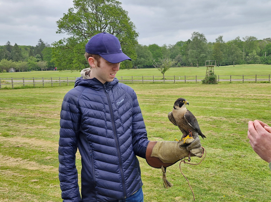 Surrey Hills Falconry-Ockley必去景点