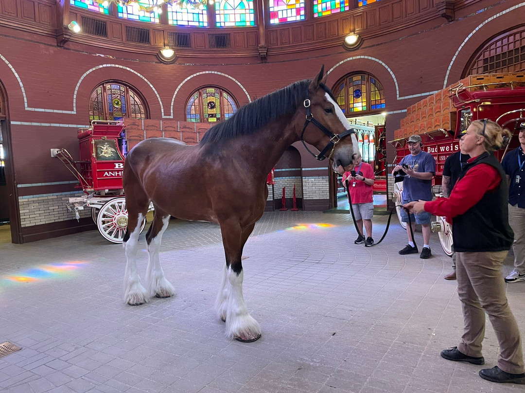 Budweiser Brewery Experience-圣路易斯必去景点