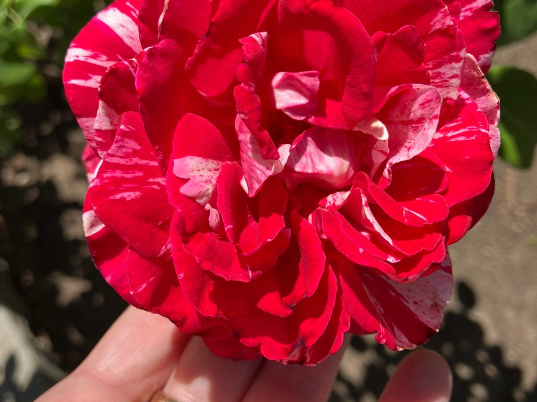 El Paso Municipal Rose Garden-埃尔帕索必去景点
