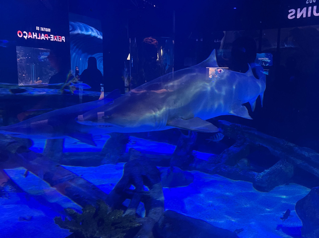 Oceanic Aquarium-康泊琉海水浴场必去景点