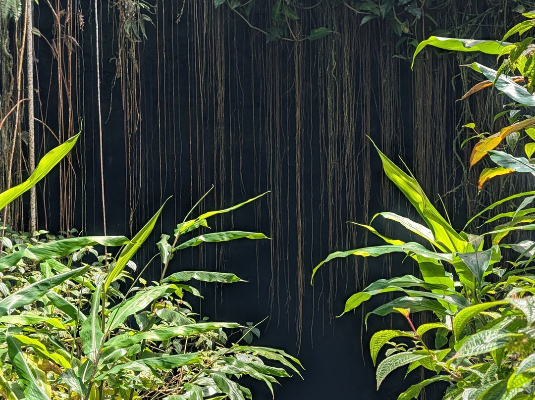 Kaumana Caves Park-希洛必去景点