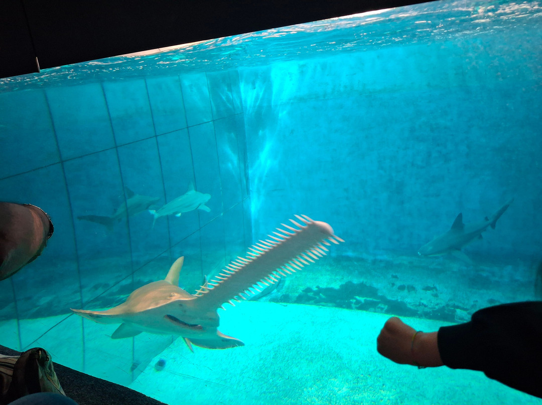 热那亚水族馆-热那亚必去景点