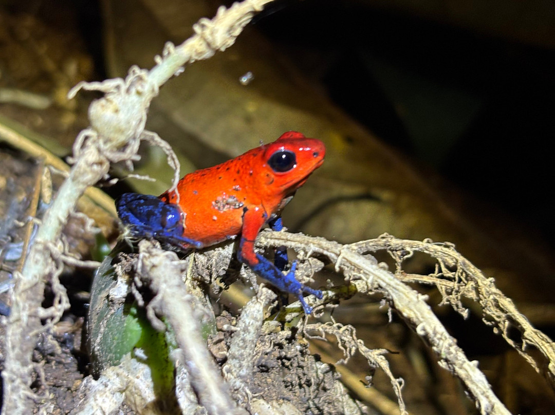 Bijagua Rainforest - Tours-Bijagua de Upala必去景点
