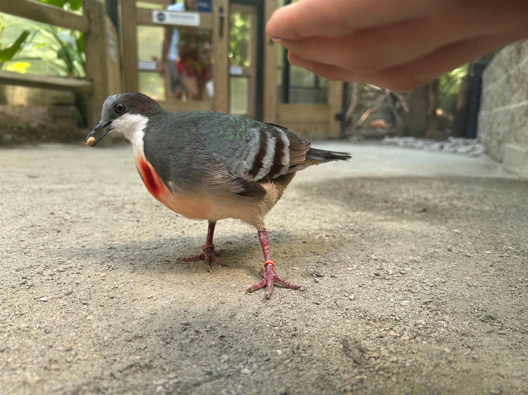 Sylvan Heights Bird Park-Scotland Neck必去景点