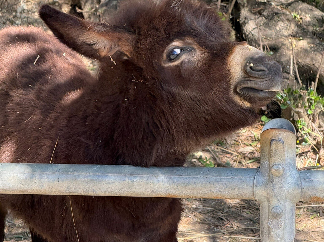 Corfu Donkey Rescue-Paleokastritsa必去景点