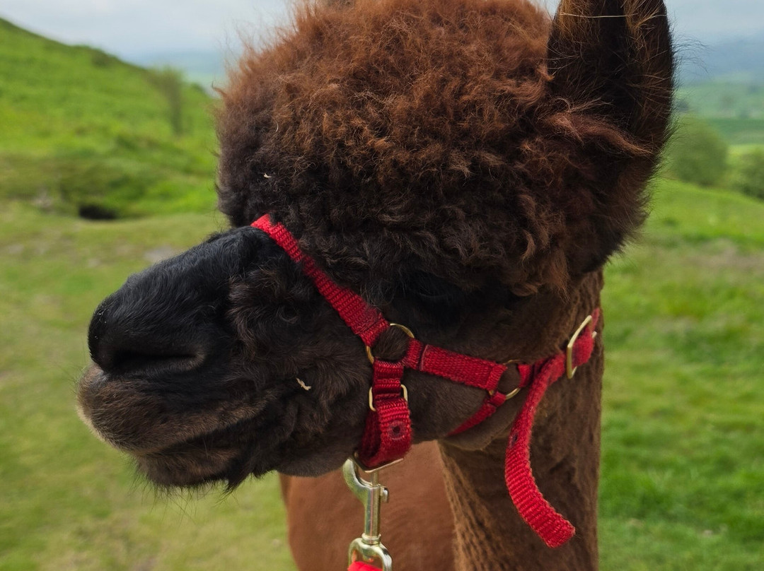 Wreay Syke Alpacas-肯德尔必去景点