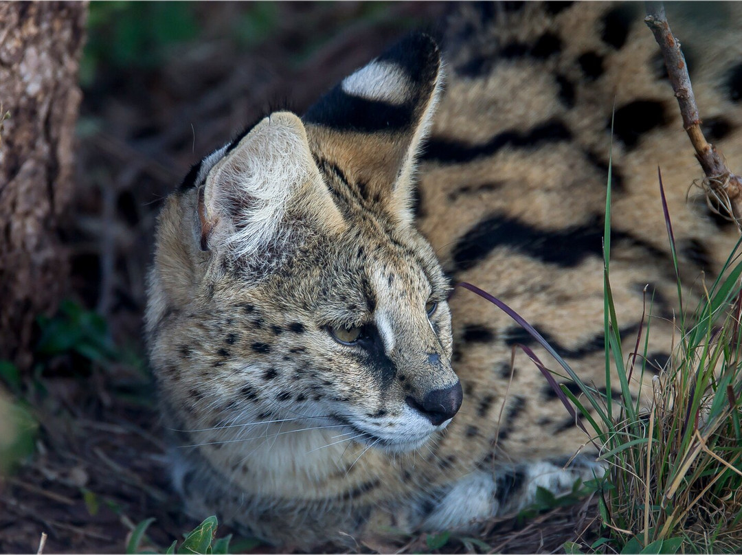 Cheetah Experience (ZA Cheetah Conservation)-贝拉贝拉必去景点