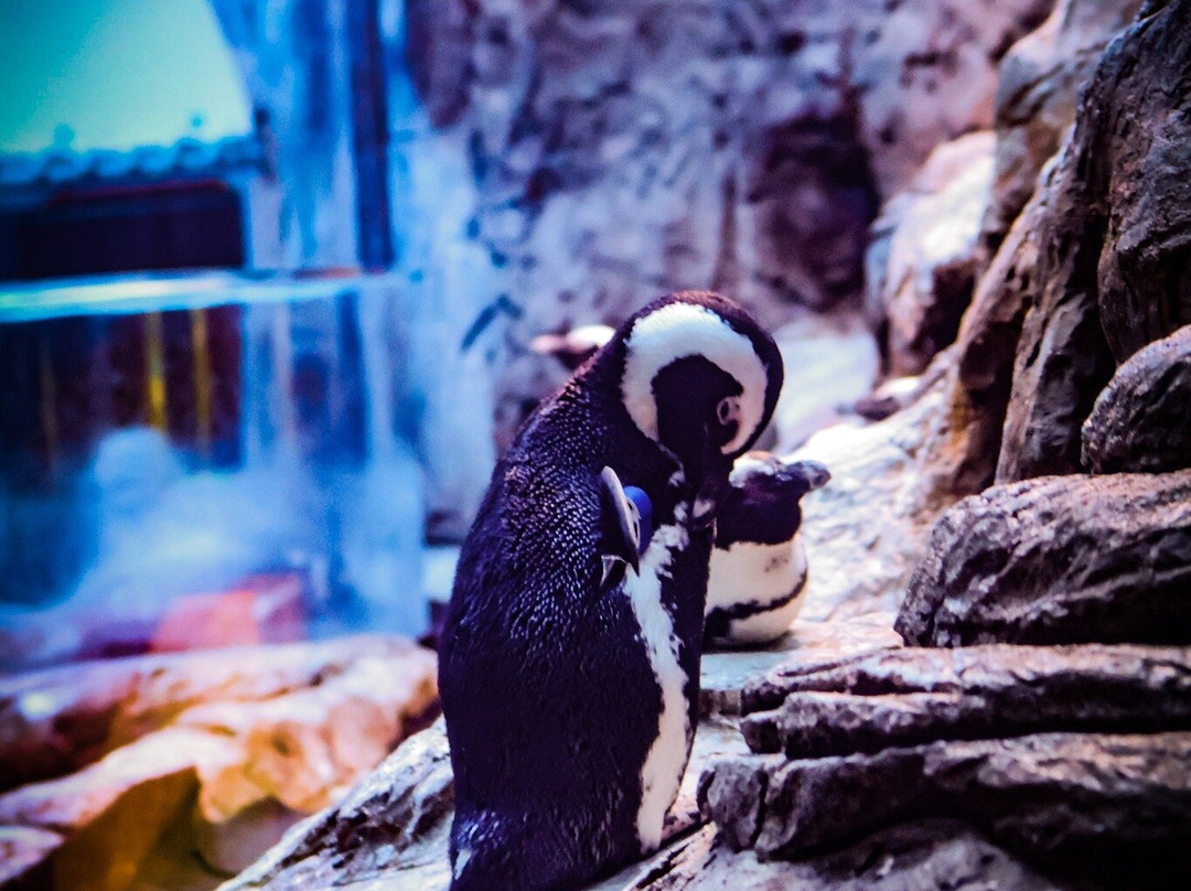 莱利大烟山水族馆-盖林柏格必去景点
