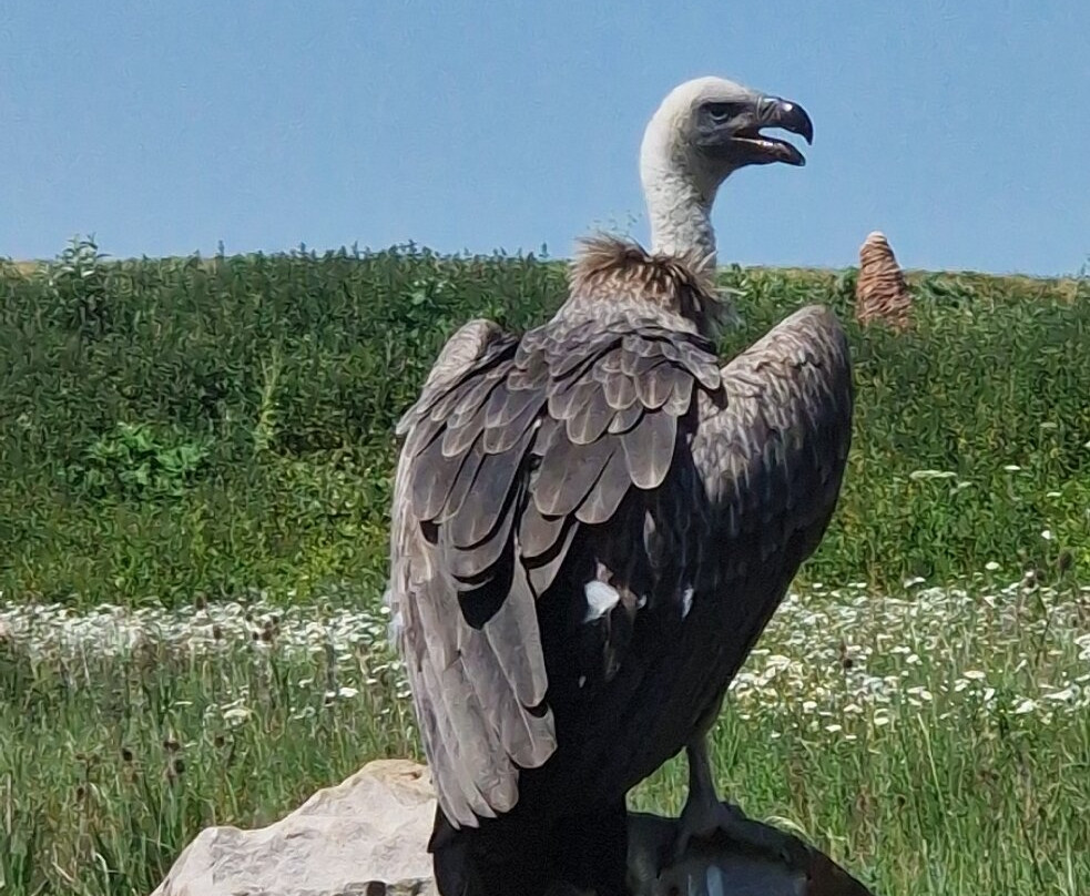 Hawk Conservancy Trust Bird of Prey Centre-Andover必去景点