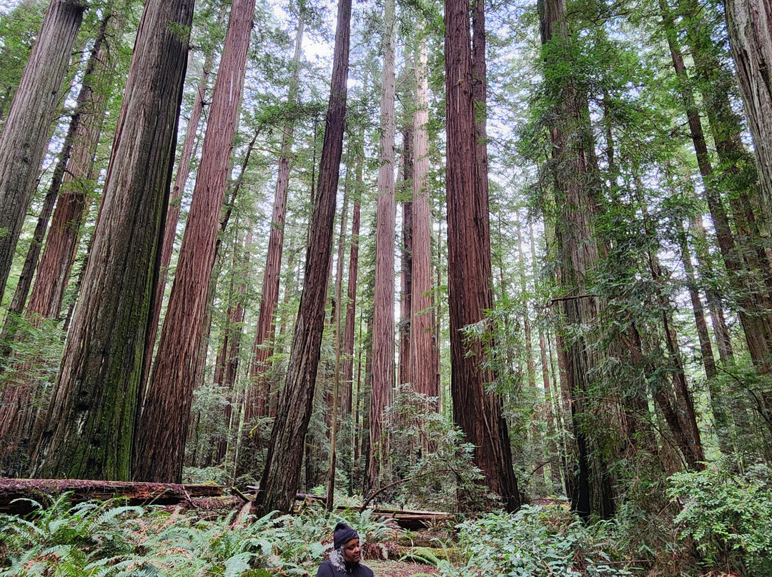 Humboldt Redwoods State Park-Weott必去景点