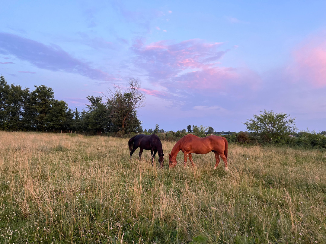 Sunrise Animal Sanctuary-马里斯维尔必去景点