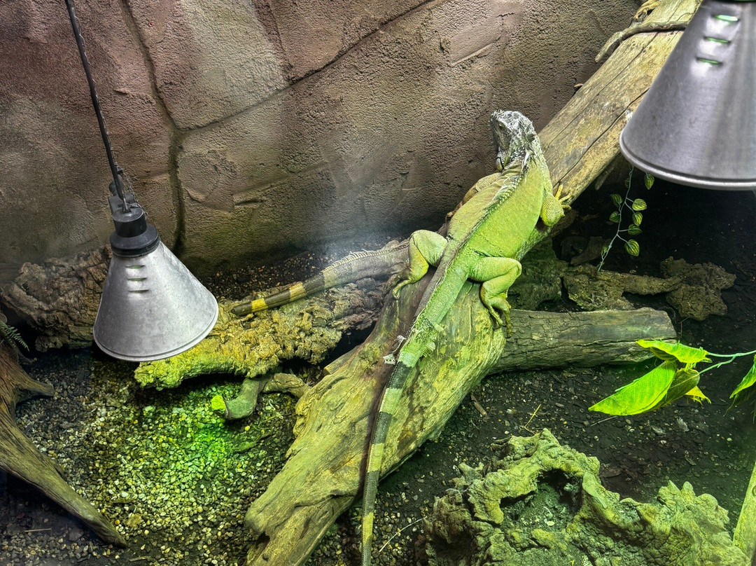 The National Reptile Zoo-基尔肯尼必去景点