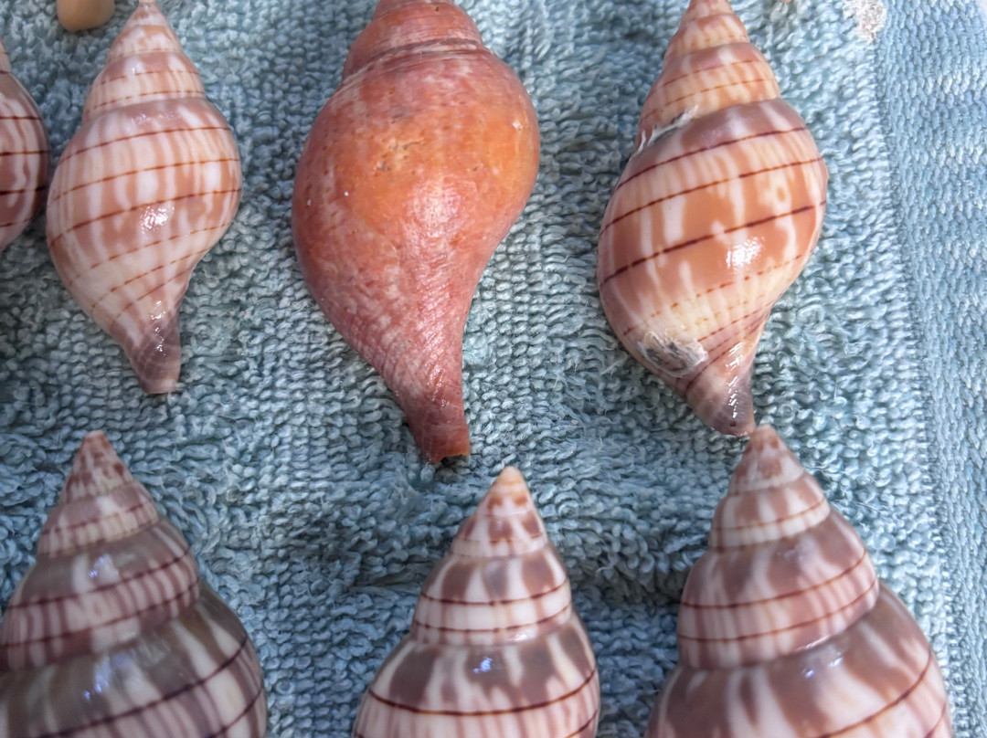 Treasure Seekers Shell Tours-Goodland必去景点