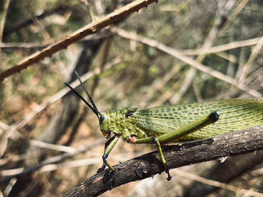 Walter Sisulu National Botanical Gardens-鲁德普特必去景点