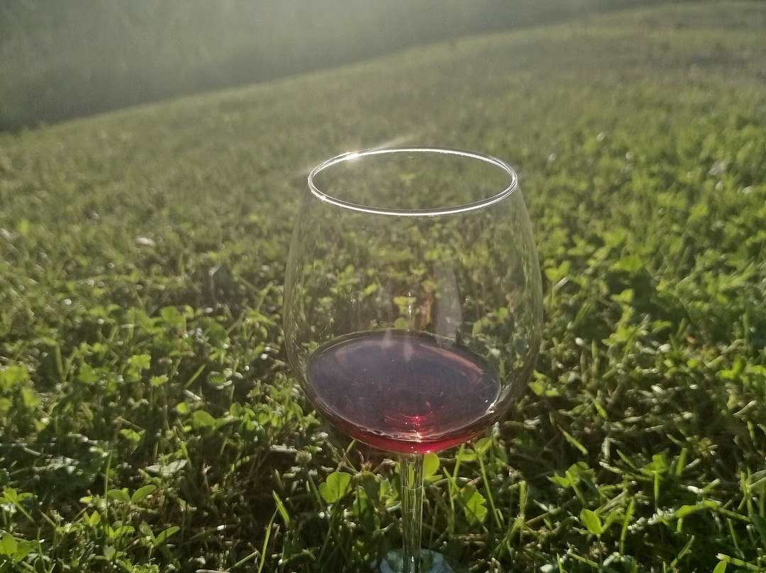 Costa di Bussia - Tenuta Arnulfo-蒙福特-达尔巴必去景点