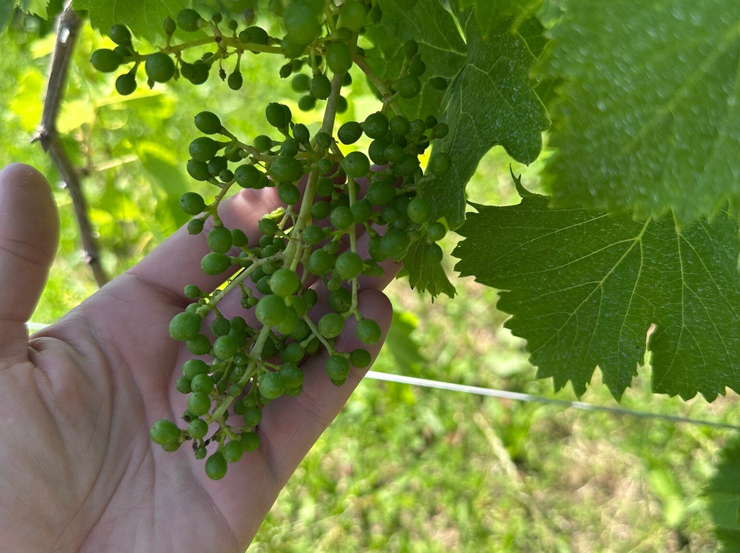 Col del lupo - Produzione e Degustazione Valdobbiadene Prosecco DOCG-Vidor必去景点