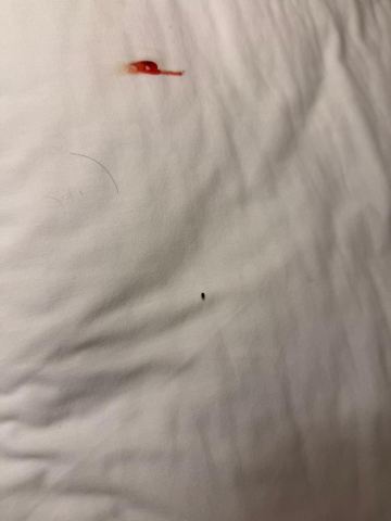奎雷塔罗约里奇拉万枫酒店-旅行者